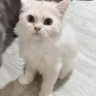 قطط للتبني