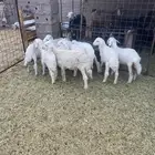 بهم حري نضيف شرط