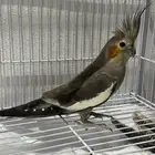 طير كروان انثى الصحه شرط