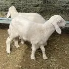 بهم حري بهم دواغير