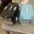 2 بوكس قطط