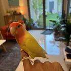 ببغاء روز للبيع أليف لكن مو هدد ما يعرف العض (تم البيع)