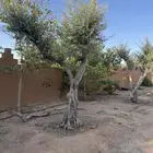للبيع زيتون