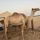 عشراء شعلا