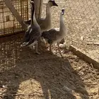 للبيع وز عراقي