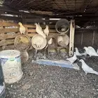 حمام