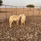 شياه حريات سدس وتامه