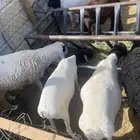خرفان برابر مرابي شرط