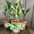 عروض اليوم الوطني علي النباتات طبيعية