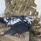 حمام قطيفي . مصري   كنق