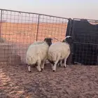 للبيع طليان نعيم