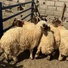 خرفان نعيم تم البيع الله يبارك للمشتري