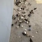 فروخ دجاج بلدي