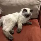 قط هملايا صغير بكل اغراضه