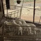 خرفان العدد10