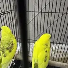 بادجي طيور الحب نظيفة وصحتها زينة شرط