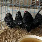 طقم دجاج بوم