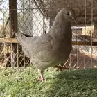 انثى كنق لافندر