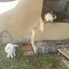 الرانب للبيع