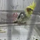 كروان أنثى أليف