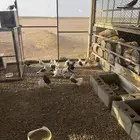 حمام مشكل راقص   حب الرمان