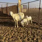 شاه معارخال