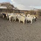 معزاء مصريات