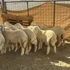 رخال يريه من إنتاج المراح