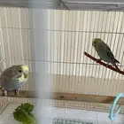 زوج طيور بادجي منتج من قبل للبيع