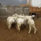 خرفان ورخال للبيع