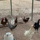ديك ديوك للبيع بلدي و بلوشي و براهما هجين تركي للأكل