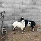 عرض حريه مهجنه مع رخال عماره 3 شهور