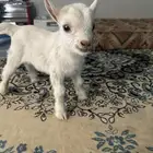 ماعز قزم