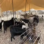 معزا
