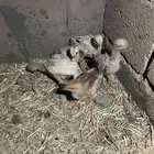 دجاج بكستاني العدد5الصحه شرط