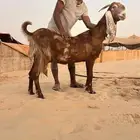 عنز خصم