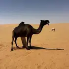 خلفة