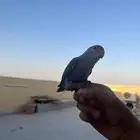 روز هدد خارجي وداخلي