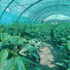 شتلات بن صالبي