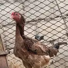 دجاج باكستاني