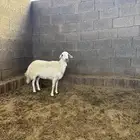 شاه سديس مقفله