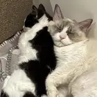 قطة بيت للتبني