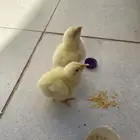 صيصان مجاني اذا تبيه تعال خذها