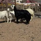رخل نجديه صنف من الدغم الاصليه فاخره ثنيه فازه رباعيتها