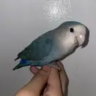 ماشاءالله تبارك الله طير روز
