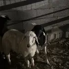 خروفين للبيع