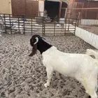 تيس بورقت جذع