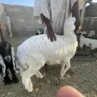 ضحي طليان حرب