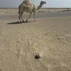 لقحه فاخره ماشاء الله تبارك الله للبيع