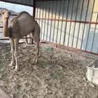 الابل